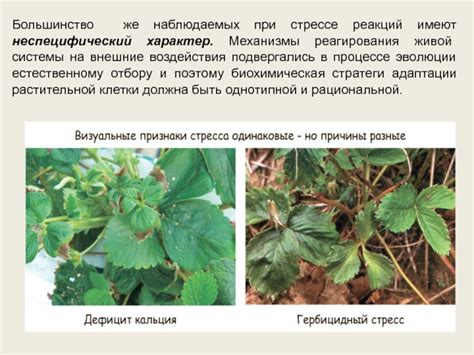 Механизмы реагирования растений на раздражители