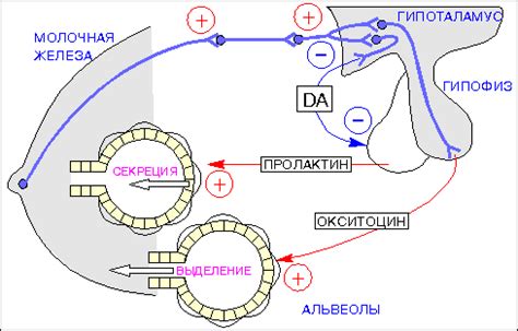 Механизм действия на организм