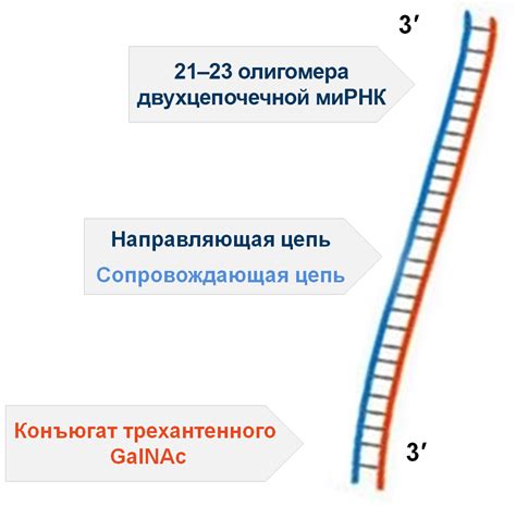 Механизм действия CLA