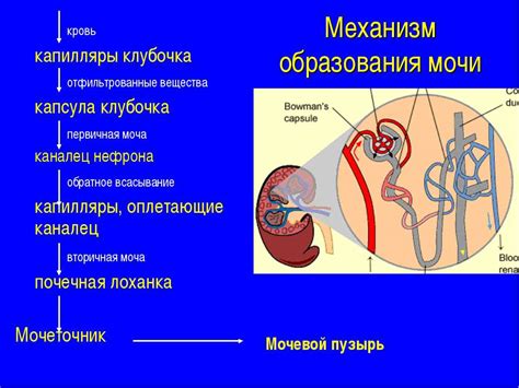 Механизм образования выделений