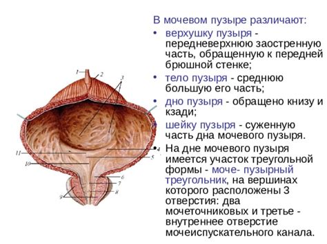 Механизм образования содержимого гомогенного в мочевом пузыре