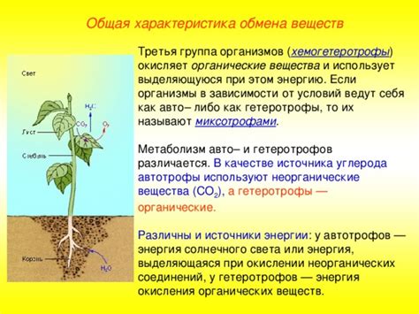 Механизм питания автотрофов и их источники энергии