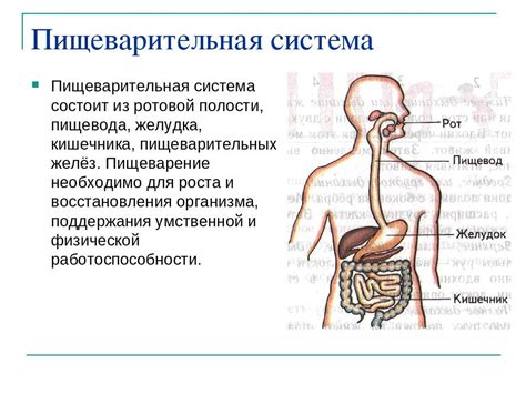 Механизм пищеварения в организме