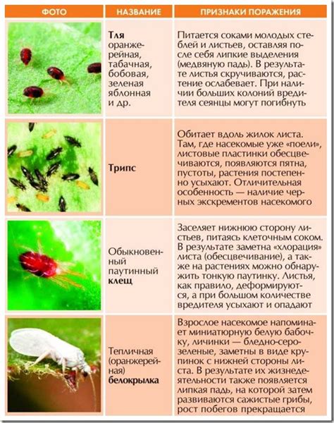 Механическая борьба с вредителями