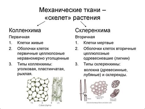 Механическая ткань обеспечивает поддержку и структурную устойчивость