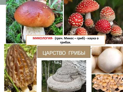 Микология - наука о грибах