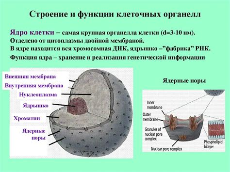 Микроскопический размер и примитивная клеточная структура