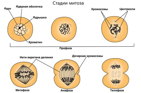 Митоз: деление клеток и образование новых