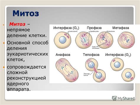 Митоз как механизм роста