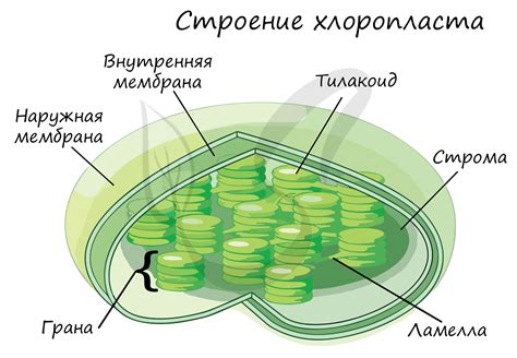 Митохондрия и хлоропласты