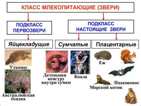 Млекопитающие и их виды