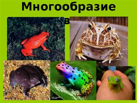 Многообразие вида