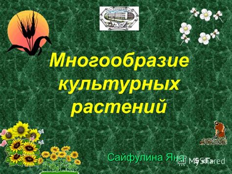 Многообразие культурных проявлений