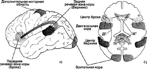 Мозговые центры радости