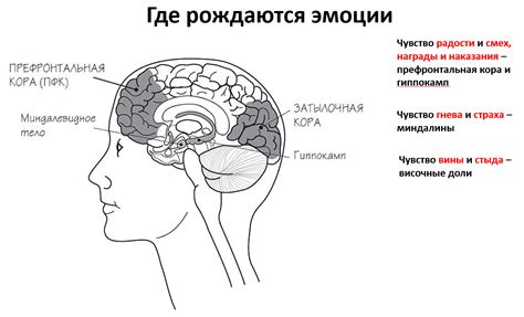 Мозг при депрессии: основные механизмы работы