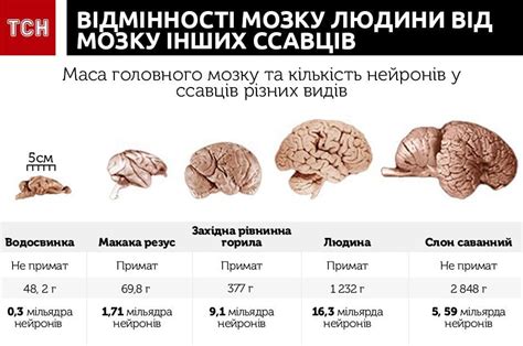 Мозг человека: химический состав