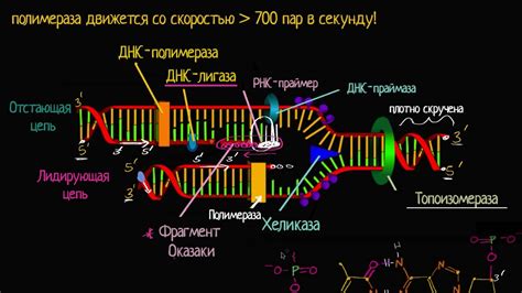 Молекулярная биология: генетика и ДНК