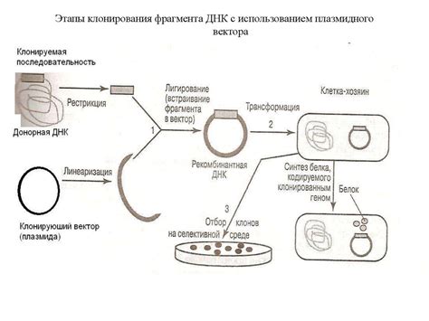 Молекулярно-генетические методы для определения гамет по генотипу