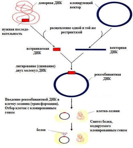 Молекулярно-генетические методы проверки ооцитов