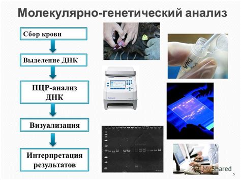 Молекулярно-генетический анализ