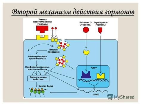 Молекулярный механизм действия афалазы