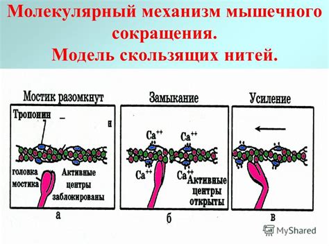 Молекулярный механизм свечения люциферина