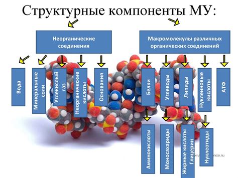 Молекулярный уровень