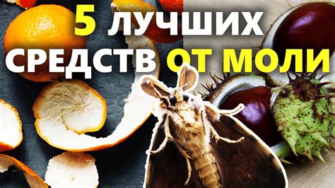 Моли в доме: причины и последствия