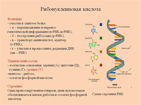 Мономеры РНК и наследственность