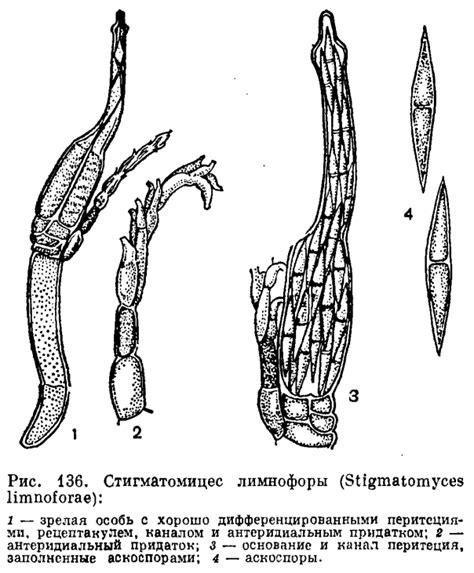 Морфологическое строение гиперболы