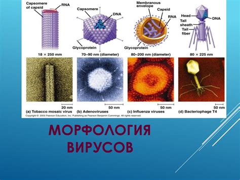 Морфология и строение