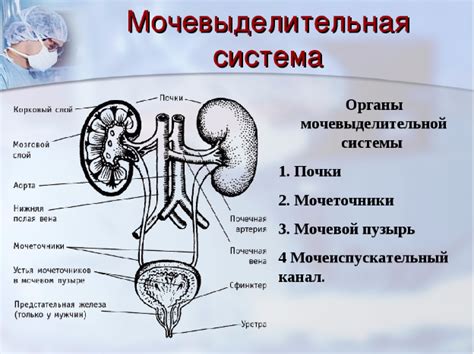 Моча мужчин: что это и как она формируется