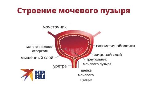 Мочевой пузырь: положение и задачи