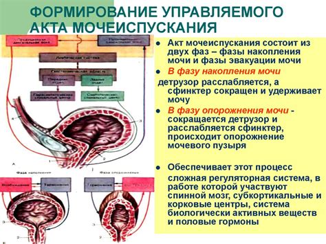 Мочевой пузырь и его строение