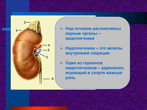 Мочевыделительная система: структура и функции