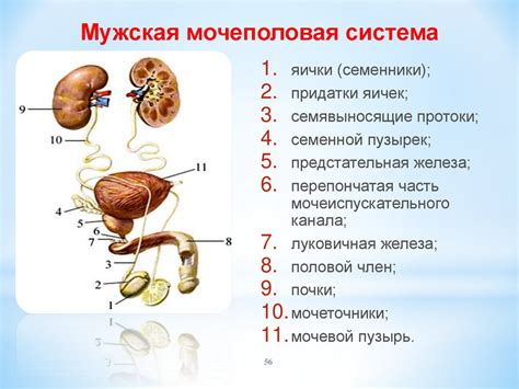 Мочеполовая система мужчин: дополнительные органы