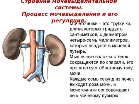 Мочеточники: транспорт мочи