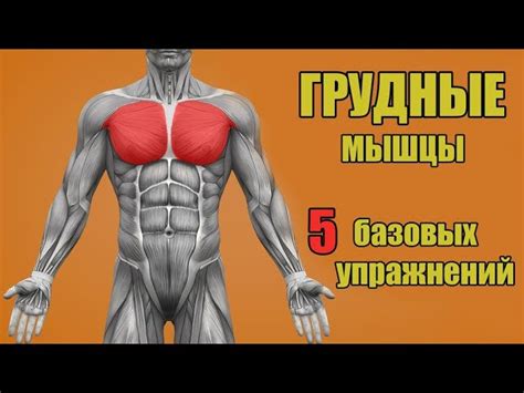 Мощные и развитые мышцы - ключевая черта мезоморфа