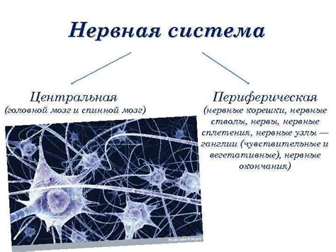 Мощь нейронов: основные принципы работы