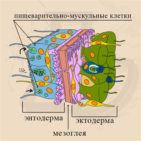 Мускульные причины