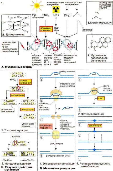 Мутации ДНК - источник наследственных изменений