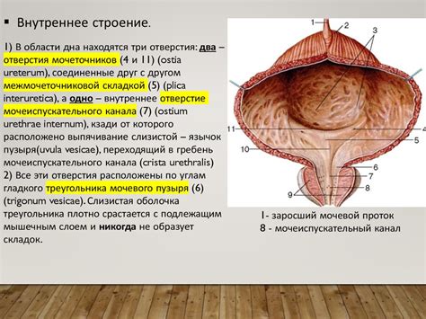 Мышечная стенка мочевого пузыря