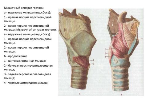 Мышцы гортани и их роль в образовании звука