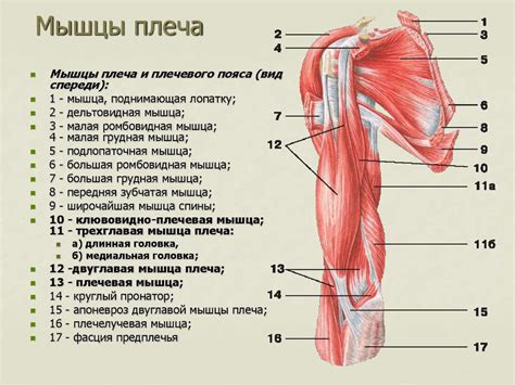 Мышцы плечевого пояса