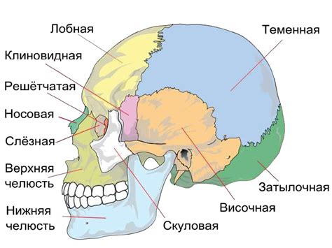 Мягкие кости черепа: причины и проявления