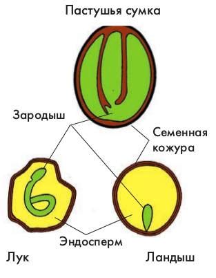 Назначение семени в Библии: посев и преображение