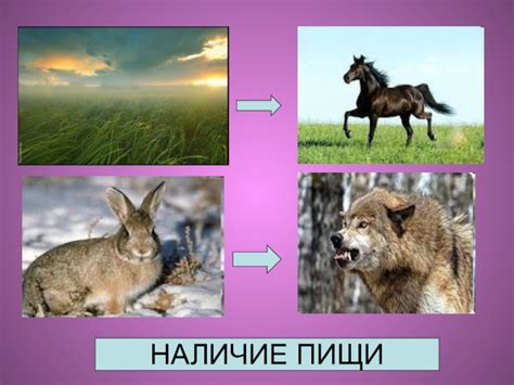 Наличие пищи