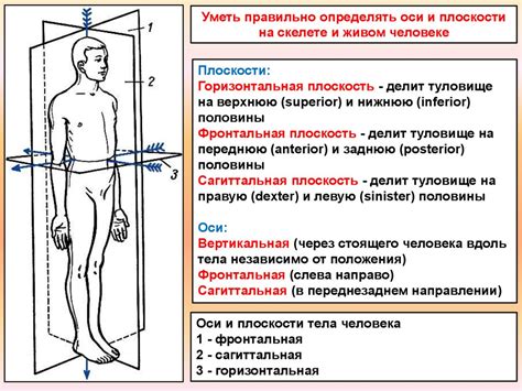 Нанесите основные линии тела