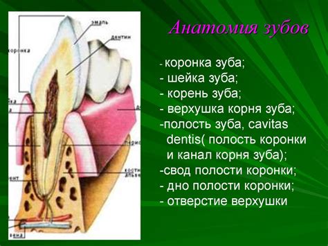 Нарисовка рта и зубов волка