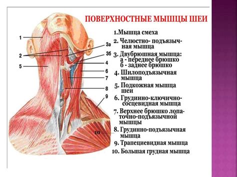 Нарисовка шеи и туловища